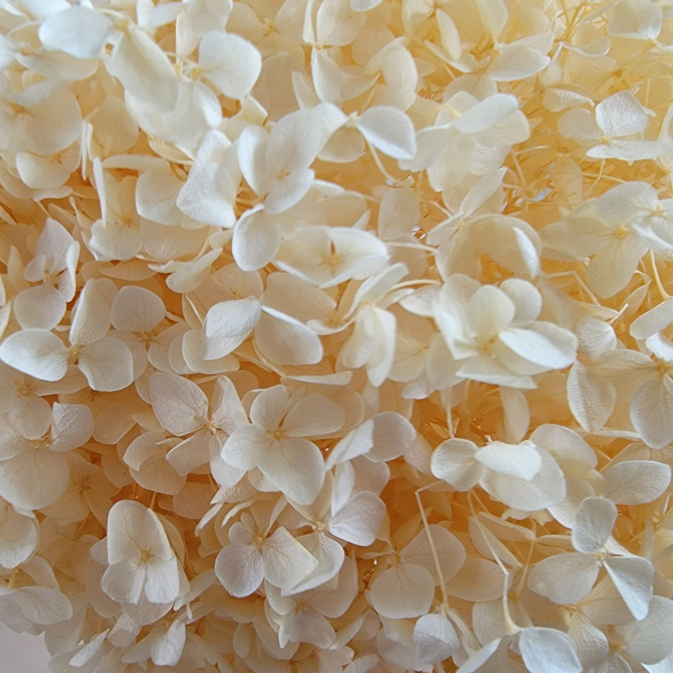 Beige Preserved Hydrangea: Real Dried Wedding Flowers